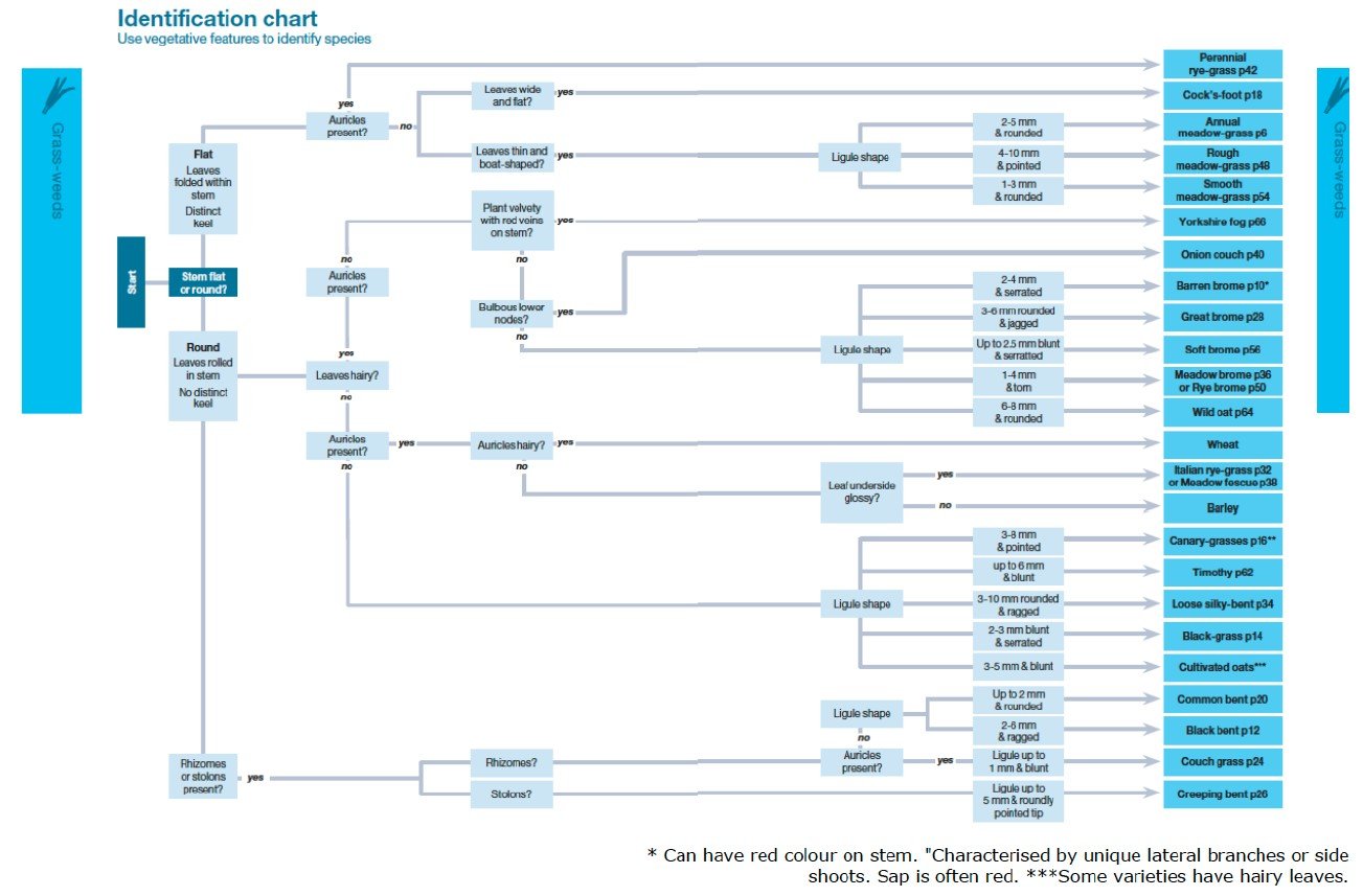 BAYER grass weed id flow chart