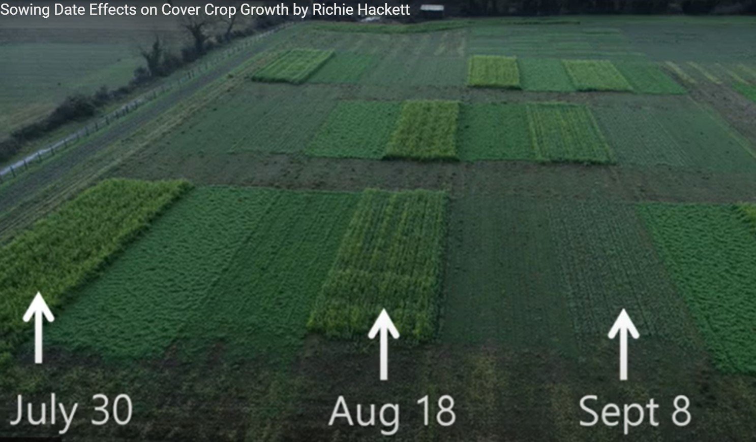 Cover Crops nd the effect of sowing date Richie Hackett